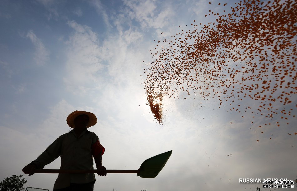 Китай сохранит производство зерна в 2020 году на уровне более 650 млрд кг