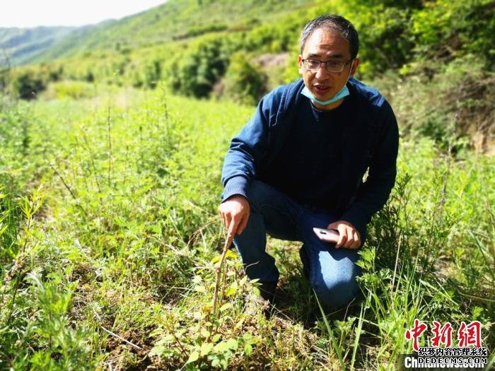 图为甘肃省市场监管局驻村帮扶队队长介绍乌龙头的经济价值和生态效益。　史静静 摄