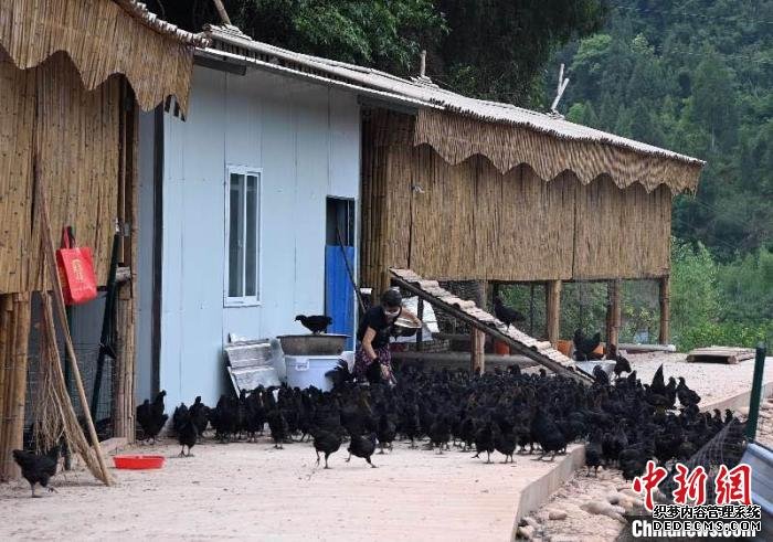 图为金山村村民正在喂食乌骨鸡。　侯宇 摄