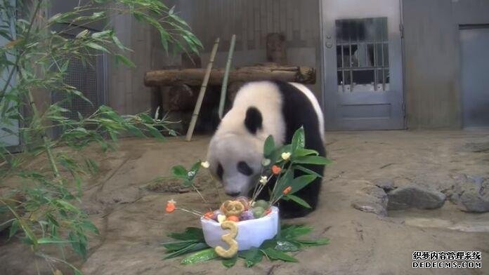 6月12日，旅日大熊猫“香香”迎来3岁生日，日本东京上野动物园特意为其录制视频，线上庆生。(图片来源：东京上野动物园官网视频截图)